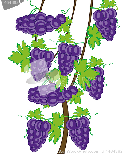 Image of Grapevine on white background is insulated.Vector illustration