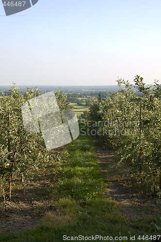 Image of Apple orchard