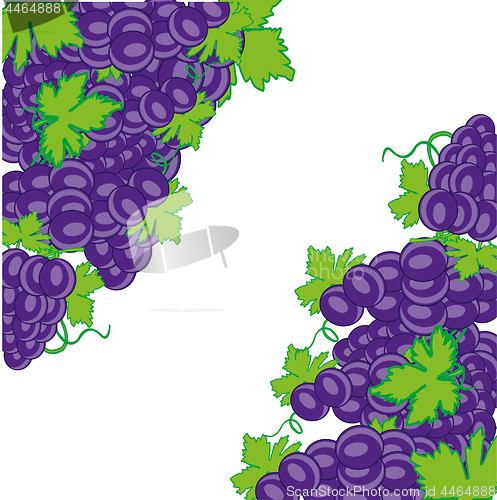 Image of Decorative background from ripe grape on white