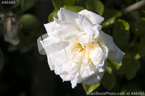 Image of White Rose