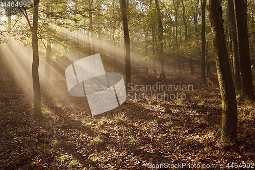 Image of Forest with light rays