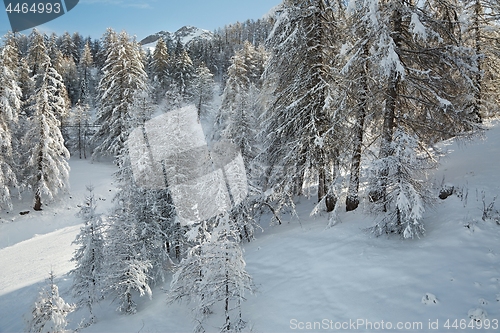 Image of Winter Snowy Landscape