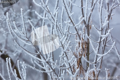 Image of Icy Frosted Branches