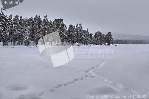 Image of Winter Snowy Landscape