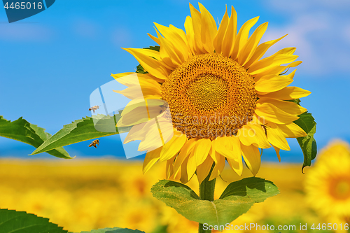 Image of Blooming Sunflower