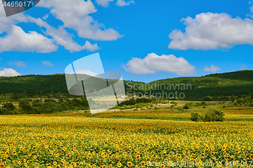 Image of Field of Sunflowers