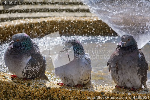 Image of Pigeons at the Fountain