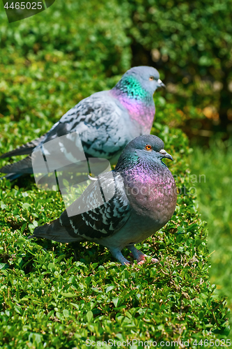 Image of Pigeons on the Bush