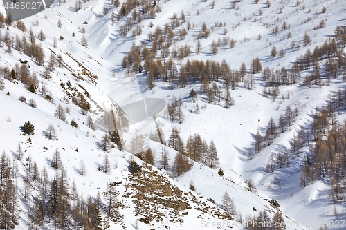 Image of Winter Landscape with Trees