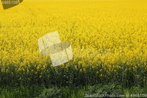 Image of Rapeseed Field