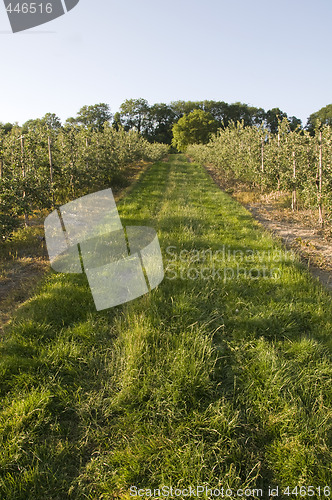 Image of Apple orchard