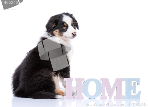 Image of Australian Shepherd puppy