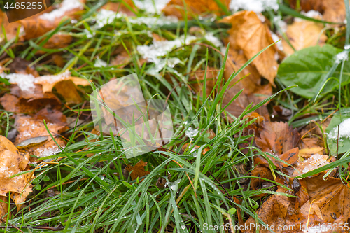 Image of Melting snow on grass