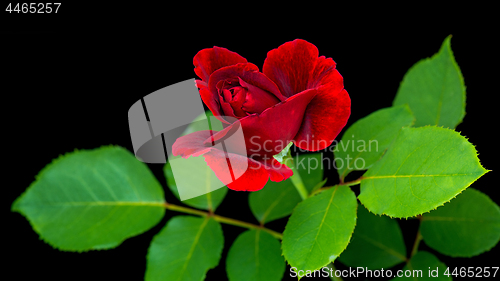 Image of Red rose on black background