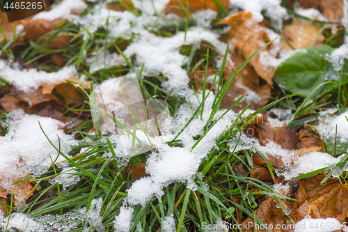 Image of Melting snow on grass