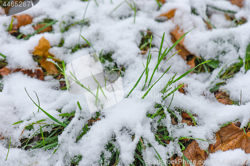 Image of Melting snow on grass