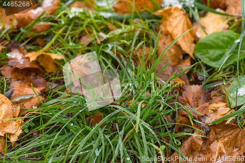 Image of Melting snow on grass