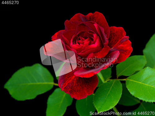 Image of Red rose on black background