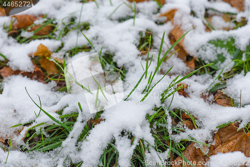 Image of Melting snow on grass