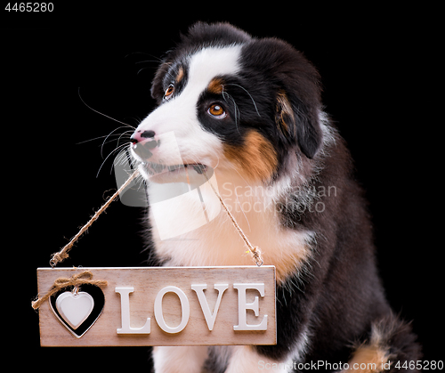 Image of Puppy Australian Shepherd with Love