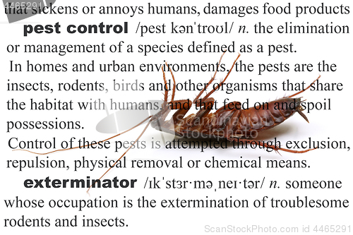 Image of Pest Control Dead Cockroach Concept