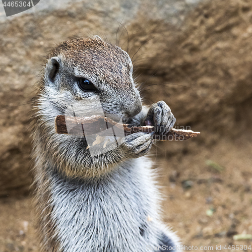 Image of Head of squirrel