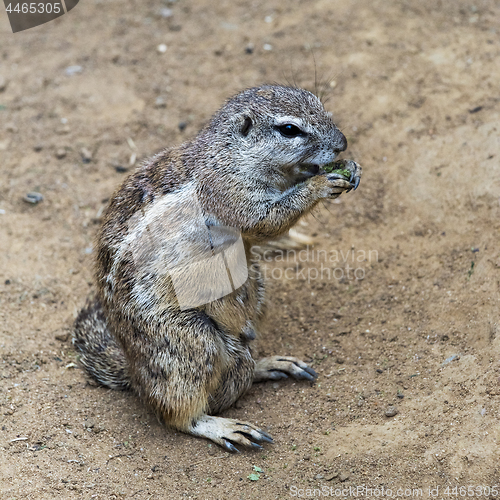 Image of Squirrel sitting on ground