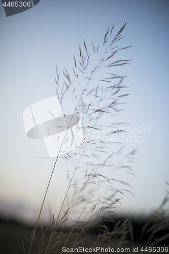 Image of Flowering grass in evening