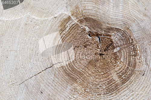 Image of Cut tree trunk 