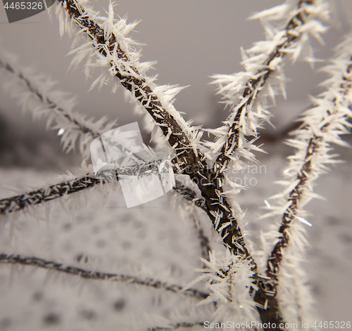 Image of Hoarfrost on tree branches