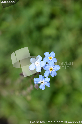 Image of Alpine forget-me-not