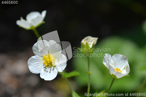 Image of Rock cinquefoil