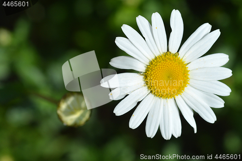 Image of Saw-leaved moon daisy