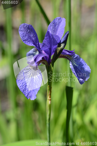 Image of Golden netted iris