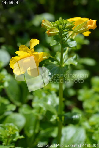 Image of Monkey flower