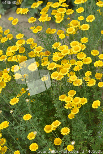 Image of Yellow chamomile