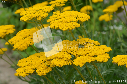 Image of Gold plate yarrow