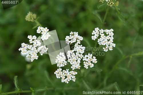 Image of Common yarrow