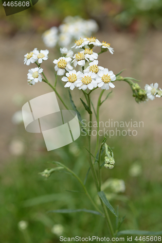 Image of Syrian rue