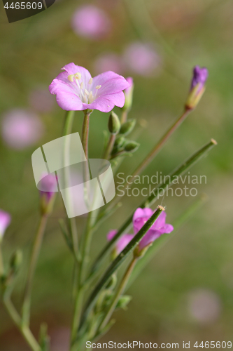 Image of Great hairy willowherb