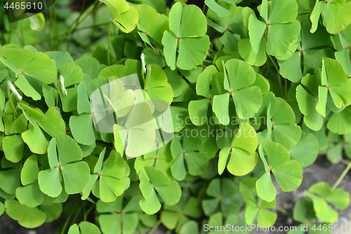 Image of Four-leaf pepperwort