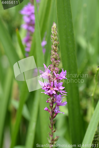 Image of Purple lythrum