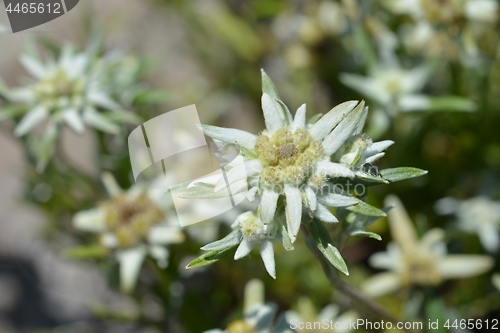 Image of Edelweiss