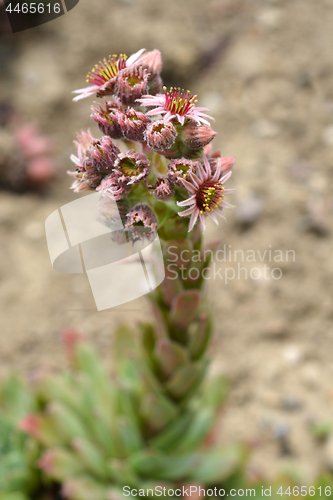 Image of Common houseleek