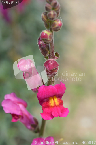 Image of Snapdragon