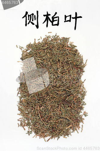 Image of Chinese Arborvitae Herb