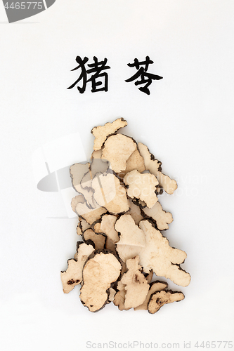 Image of Mushroom Polyporus Sclerotium