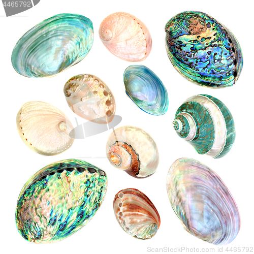 Image of Mother of Pearl Seashell Collection