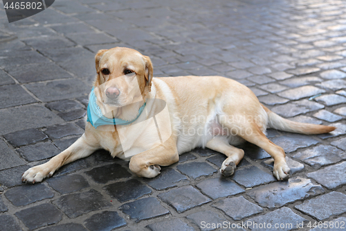 Image of Yellow Labrador