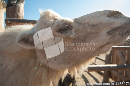 Image of Closeup portrait of the white camel